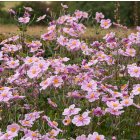 Anemone hupehensis 'Prinz heinrich' / Szellőrózsa 1