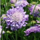 Scabiosa columbaria 'Butterfly Blue' / Ördögszem 1