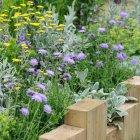 Scabiosa columbaria 'Butterfly Blue' / Ördögszem 2