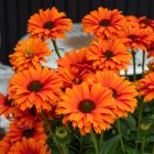 Echinacea 'Sunseekers Mineola' / Kasvirág 2