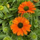 Echinacea 'Sunseekers Mineola' / Kasvirág 1