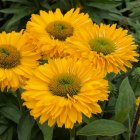Echinacea 'Sunseekers Golden Sun' / Kasvirág 1