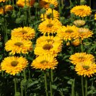 Echinacea 'Sunseekers Golden Sun' / Kasvirág 2