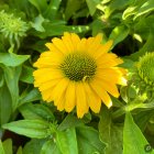 Echinacea 'Sunseekers Golden Sun' / Kasvirág 2