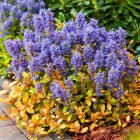 Ajuga reptans 'Best Buddies Caramel' / Indás infű 1