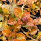 Ajuga reptans 'Best Buddies Caramel' / Indás infű 2