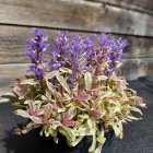 Ajuga reptans 'Princess Nadia' / Indás ínfű 2