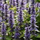 Ajuga reptans 'Atropurpurea' / Indás ínfű 1