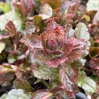 Ajuga reptans 'Atropurpurea' / Indás ínfű 2