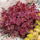 Sedum x hybridum 'Sunsparkler Wildfire' / Pompás varjúháj 1