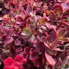 Sedum x hybridum 'Sunsparkler Wildfire' / Pompás varjúháj 2