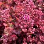 Sedum x hybridum 'Sunsparkler Wildfire' / Pompás varjúháj 3