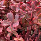 Sedum x hybridum 'Sunsparkler Wildfire' / Pompás varjúháj 4