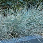 Leymus arenarius 'Blue dune' / Homoki hajperje 1