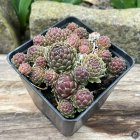 Sempervivum 'Rustic Rosette' / Kövirózsa 1