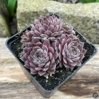 Sempervivum 'Dusty Lilac' / Kövirózsa 1