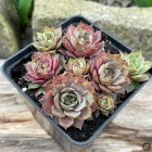 Sempervivum 'Pink Beauty' / Kövirózsa 1