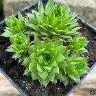 Sempervivum 'Fresh Green' / Kövirózsa 1