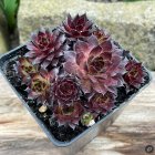 Sempervivum 'Deep Burgundy' / Kövirózsa 1