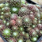Sempervivum 'Spider Silk' / Kövirózsa 1