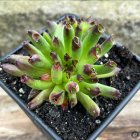 Sempervivum 'Coral Pipes' / Kövirózsa 1
