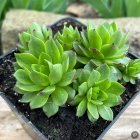 Sempervivum 'Candy Apple' / Kövirózsa 1