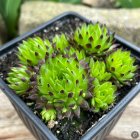 Sempervivum 'Ruby Tips' / Kövirózsa 1
