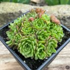 Sempervivum 'Arizona Star' / Kövirózsa 1