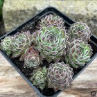 Sempervivum 'Frosted' / Kövirózsa 1
