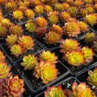 Sempervivum 'Gold Nugget' / Kövirózsa 2