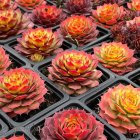 Sempervivum 'Gold Nugget' / Kövirózsa 1