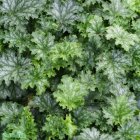 Heuchera 'Apple crisp' / Tűzeső 1