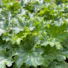 Heuchera 'Apple crisp' / Tűzeső 2