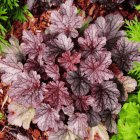 Heuchera 'Milan' / Tűzeső 1