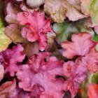 Heuchera 'Rex fire' / Tűzeső 1