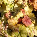Heuchera 'Champagne' / Tűzeső 1