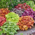 Heuchera 'Champagne' / Tűzeső 2