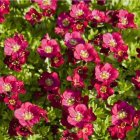 Saxifraga x arendsii 'Harder zwerg' / Kőtörőfű 1