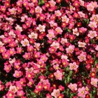 Saxifraga x arendsii 'Harder zwerg' / Kőtörőfű 2