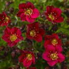 Saxifraga x arendsii 'Rockies F1 Red' / Kőtörőfű 1