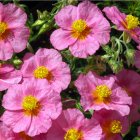 Helianthemum 'Lawrensons pink' / Napvirág 1