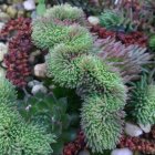 Sedum rupestre 'Cristatum' / Varjúháj 1