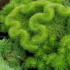 Sedum rupestre 'Cristatum' / Varjúháj 2