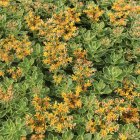 Sedum kamtschaticum 'variegatum' / Kamcsatkai varjúháj 1