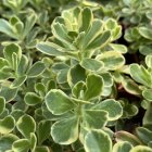 Sedum kamtschaticum 'variegatum' / Kamcsatkai varjúháj 2