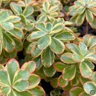 Sedum kamtschaticum 'variegatum' / Kamcsatkai varjúháj 3