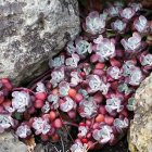 Sedum spathulifolium 'Purpureum' / Varjúháj 1