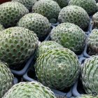 Sempervivum 'Mossy Crown' / Kövirózsa 1