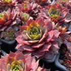 Sempervivum 'Pink Blossom' / Kövirózsa 1