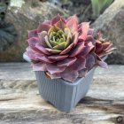 Sempervivum 'Pink Blossom' / Kövirózsa 2